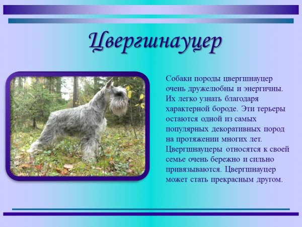 Цвергшнауцер