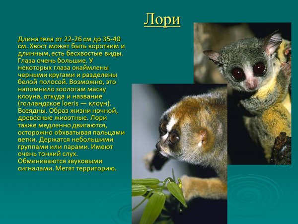 Лори