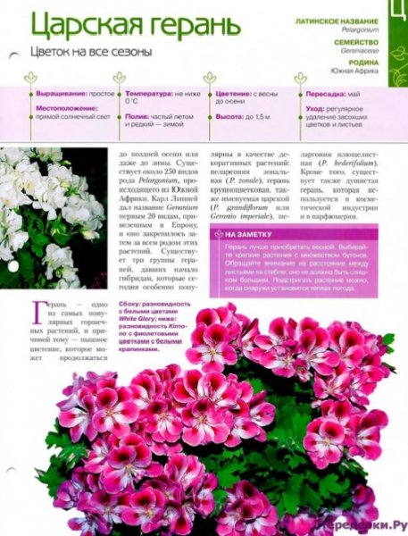 Царская герань