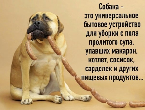 Собака...