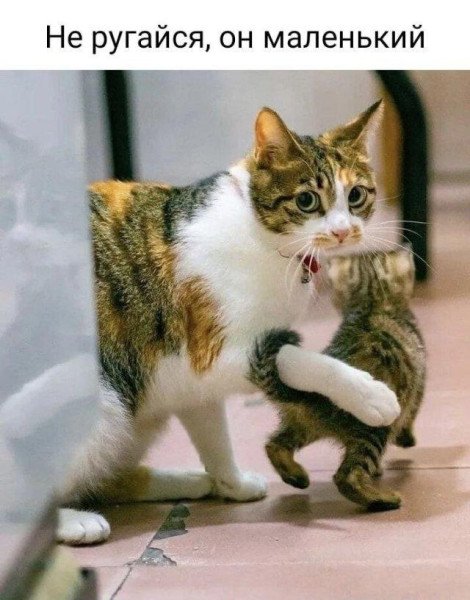 КотЭ)