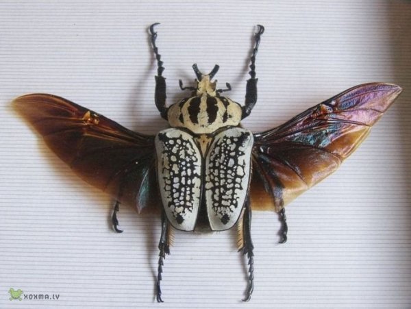 insects 10