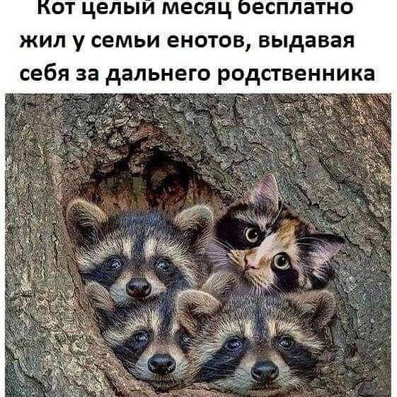 domovoi