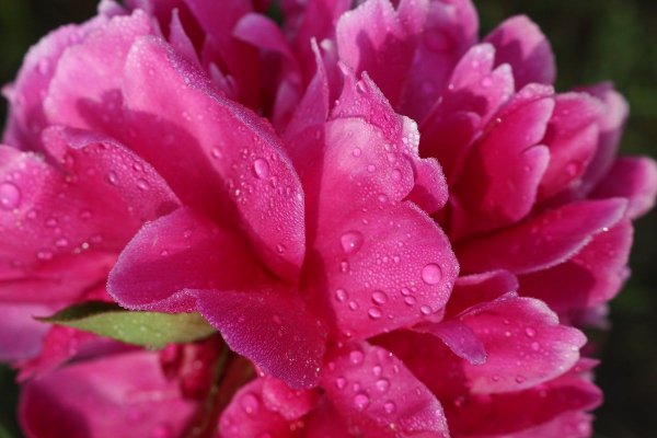 Pink peony