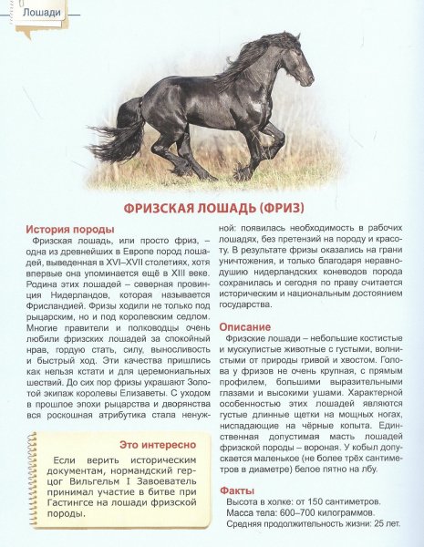 Фризская лошадь