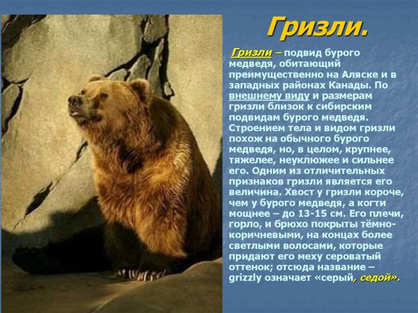 Гризли