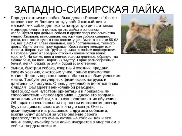 Лайка