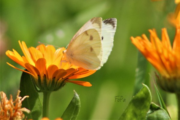 62f8e8e949b13 IMG 6330