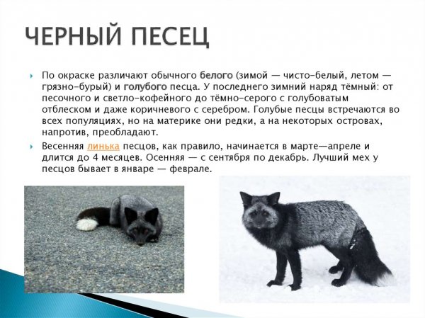 Чёрный песец