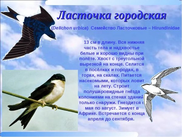 Ласточка городская