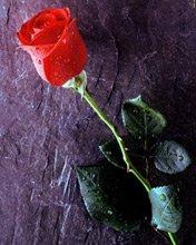 Flowers 017