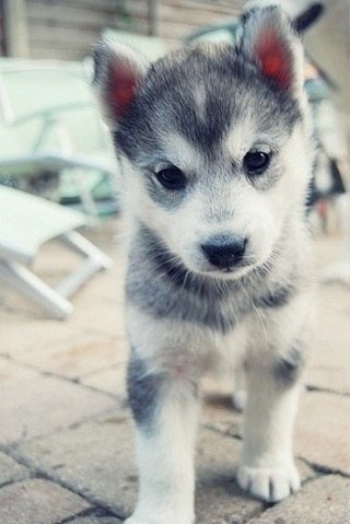 Мой пес