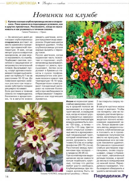 Новинки на клумбе