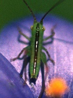 Insects 066
