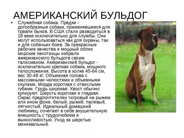 Американский бульдог