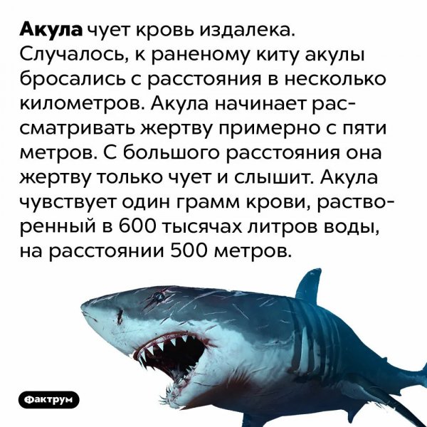 Акула