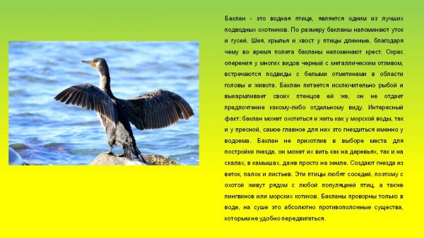 Баклан