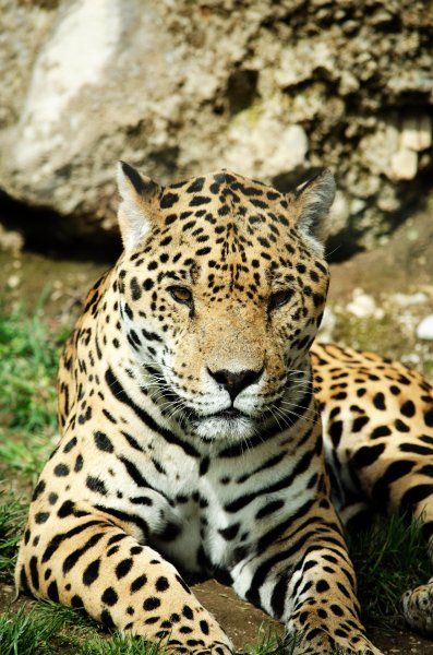 wildlife-zoo-cat-mammal-predator-fauna-leopard-big-cat-verteb