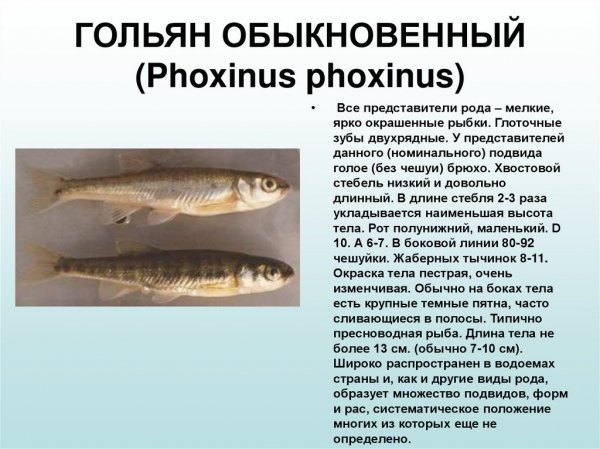 Гольян обыкновенный