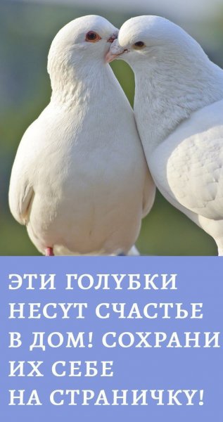 D99c683e1f3fb64237de1da118611f1b