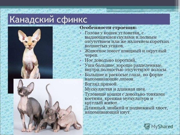 Канадский сфинкс