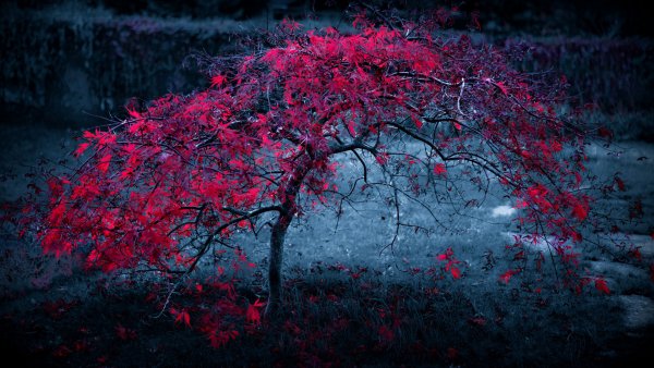 wallpapers-nature-1
