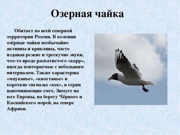 Озёрная чайка
