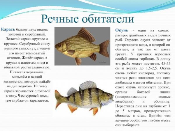 Карась окунь