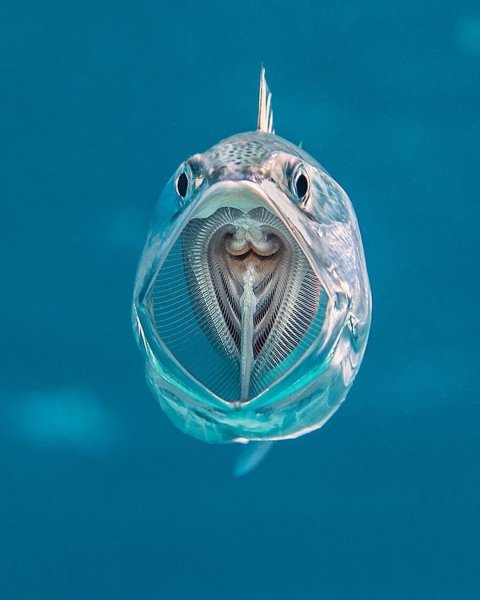 sea~p~CVLxD5xIELk~1