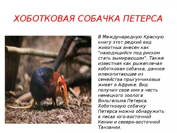 Хоботковая собачка Петерса
