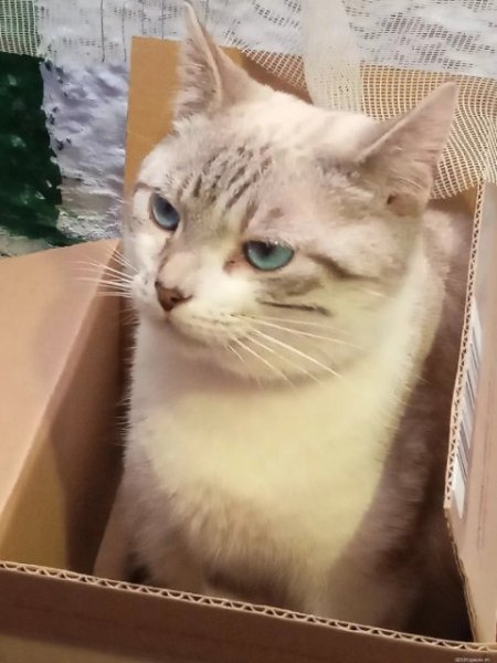 Котик