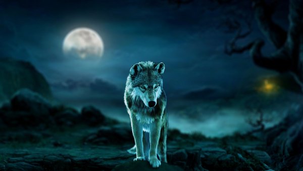 amanz-galzor-frost-wolf-massimo
