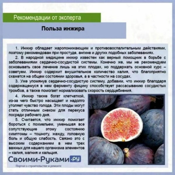 Польза инжира