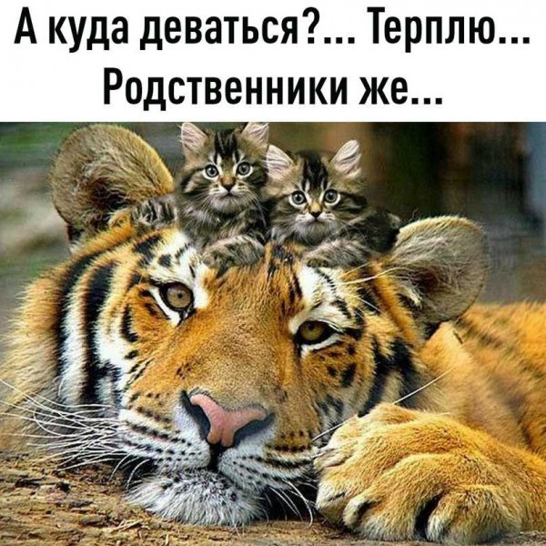 Терплю...