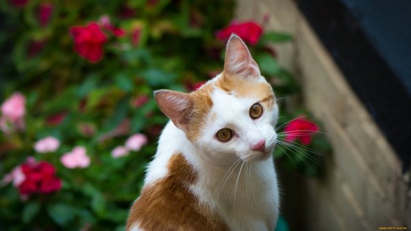Котейка в цветах
