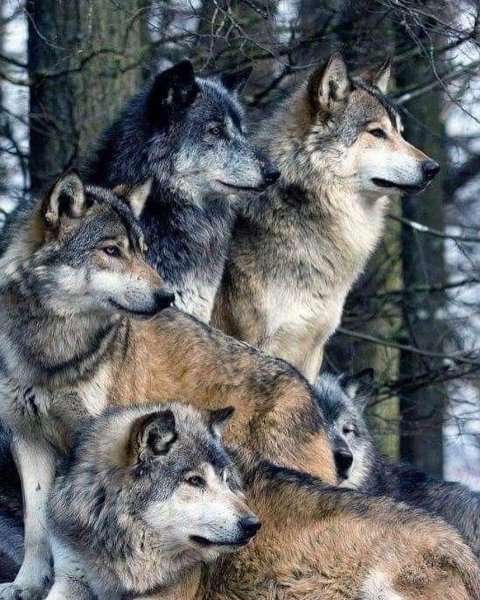 MEDIA # OF ANIMALS