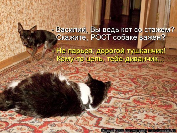 Дорогой тушканчик!