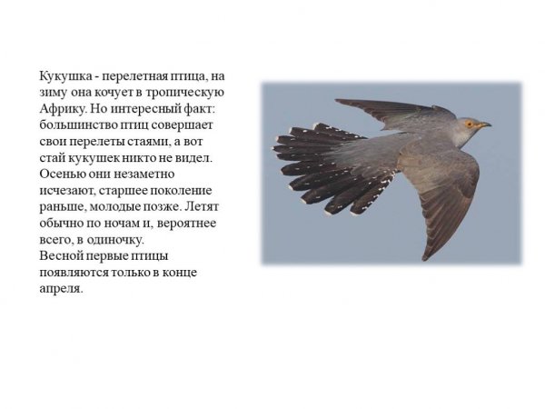 Кукушка