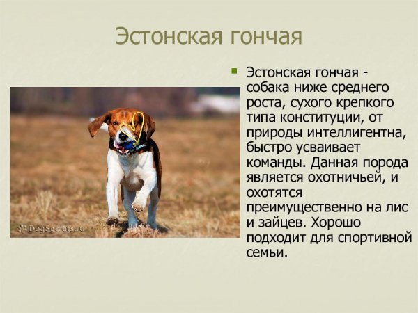 Эстонская гончая