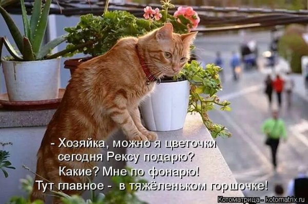 Опаньки!