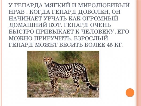Гепард
