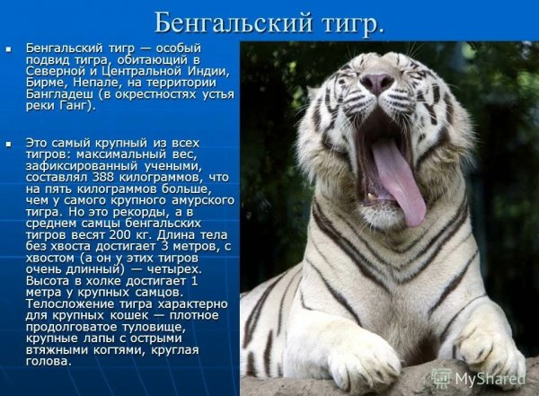 Бенгальский тигр