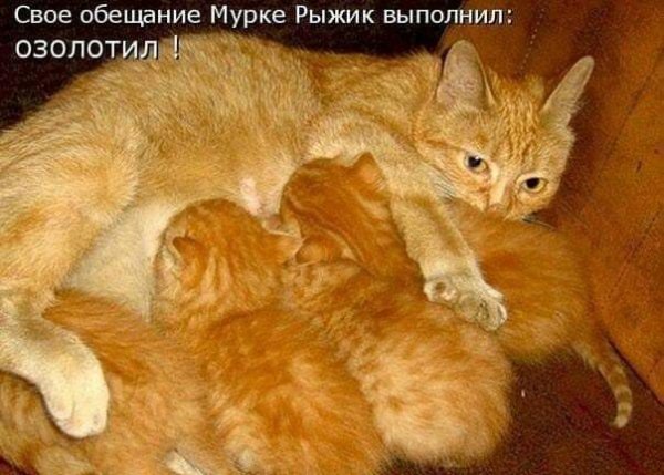 Озолотил!