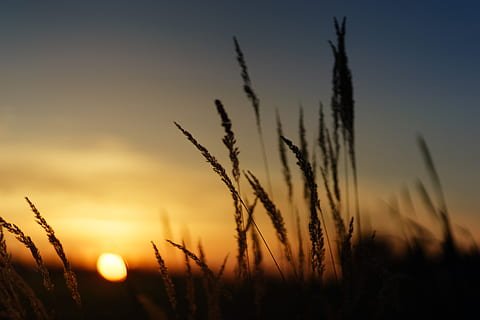 Sunset-nature-field-grass-thumbnail