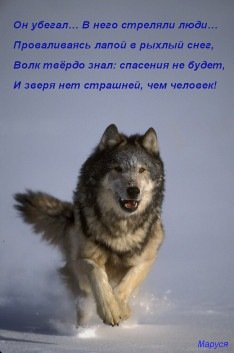 Волк