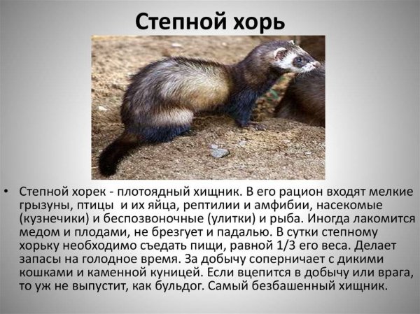 Степной хорь