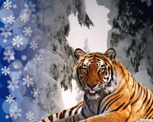 Тигр