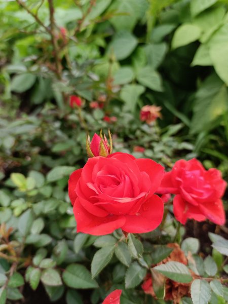 picture_368994219