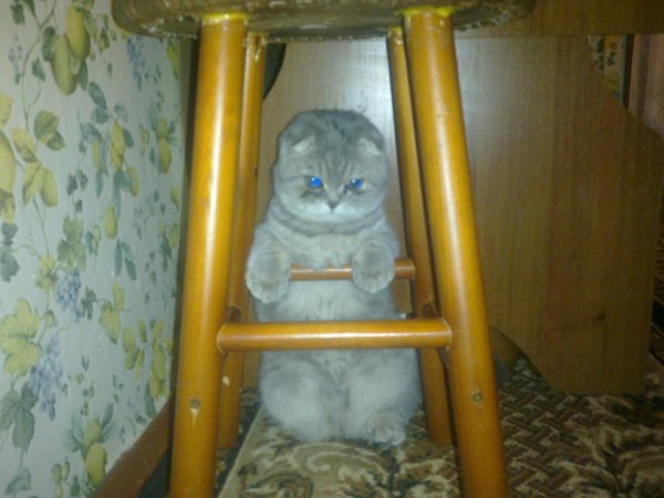 Бритиш фолдик :)