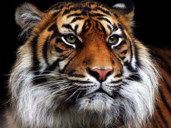 Tiger grant